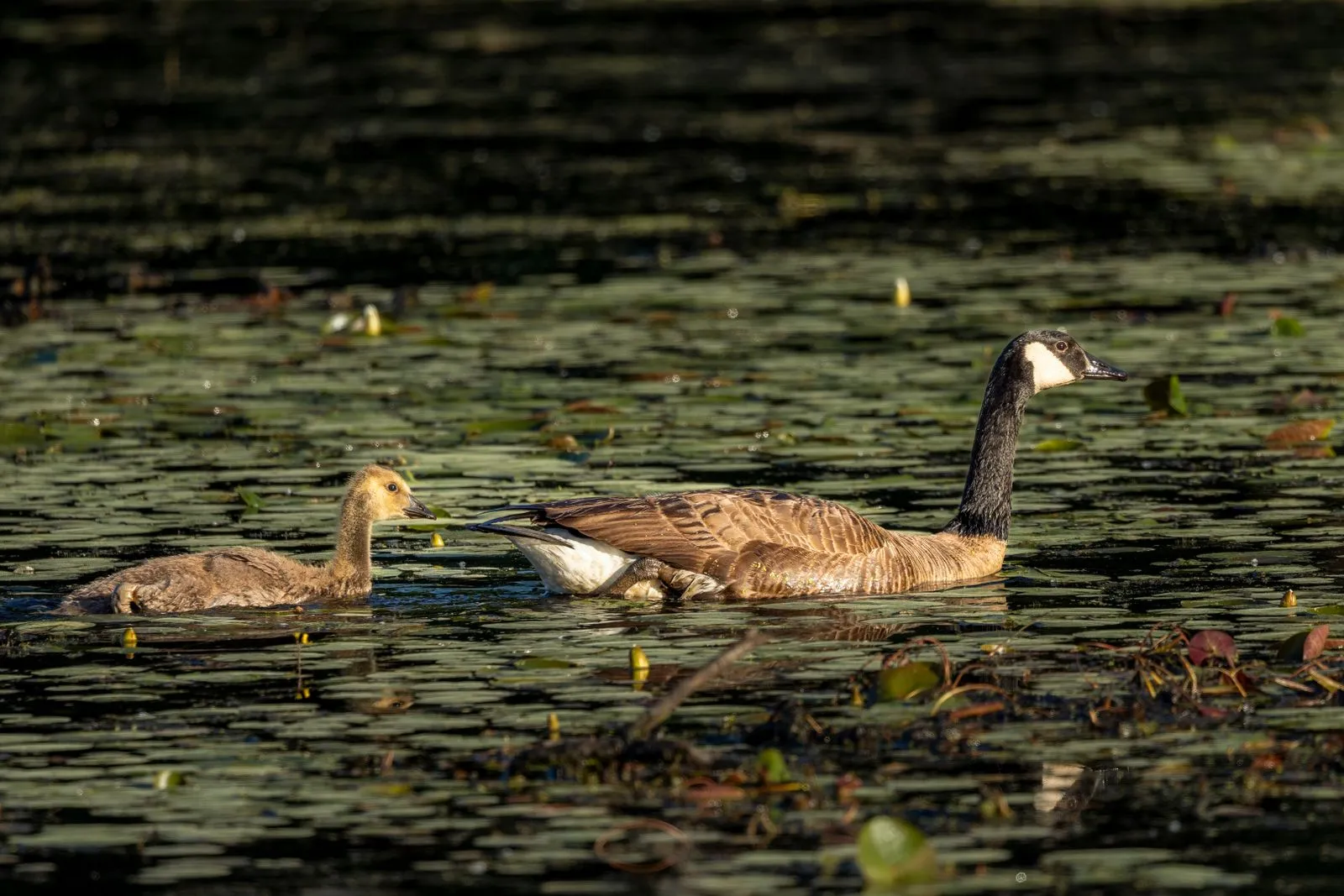 Canada goose and gosling navigating a lily pad-filled pond in Southborough, showcasing serene wildlife.